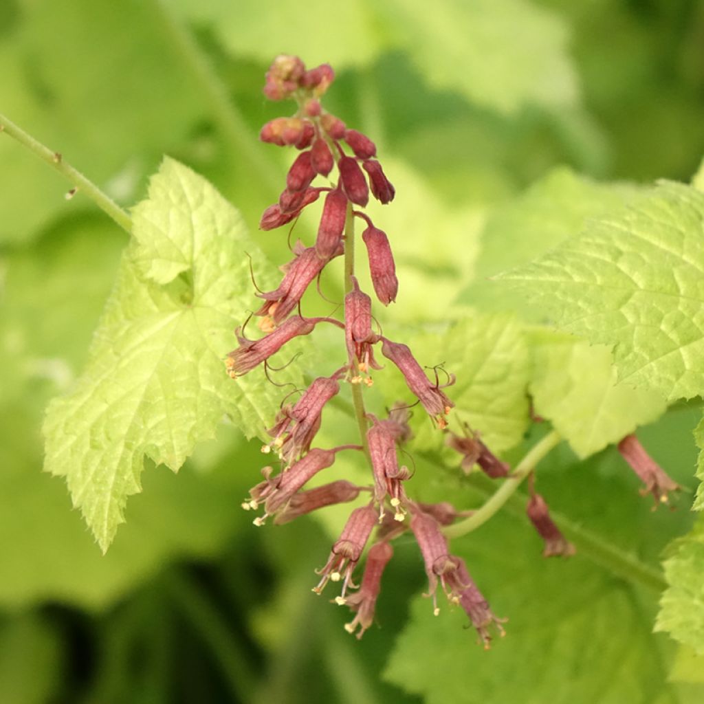 Tolmiea menziesii Cool Gold - Kindje-op-moeders-schoot