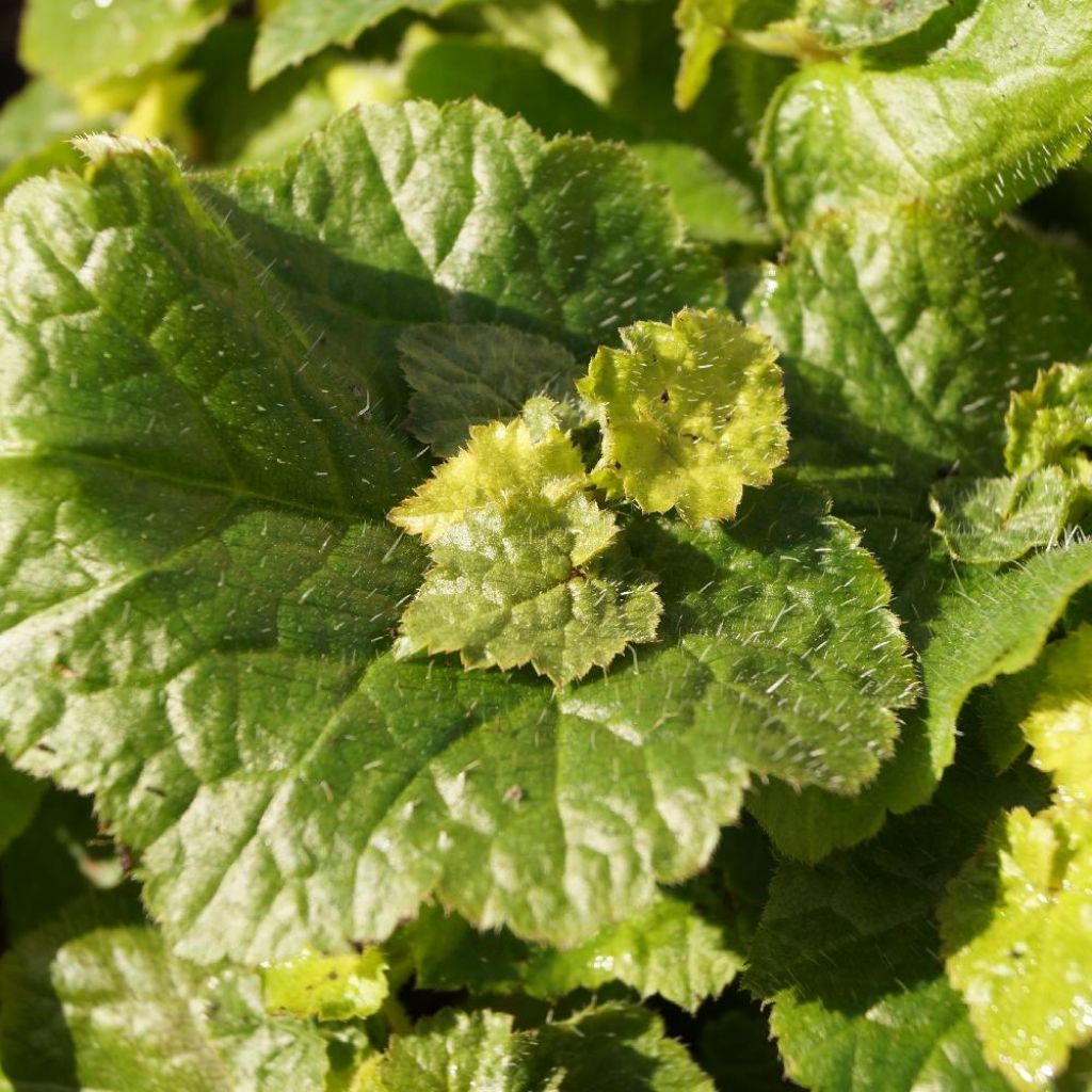 Tolmiea menziesii Cool Gold - Kindje-op-moeders-schoot