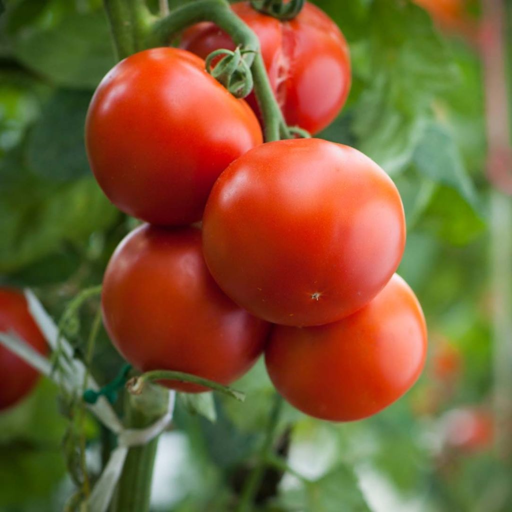 Tomaat Agora F1 (jonge planten)