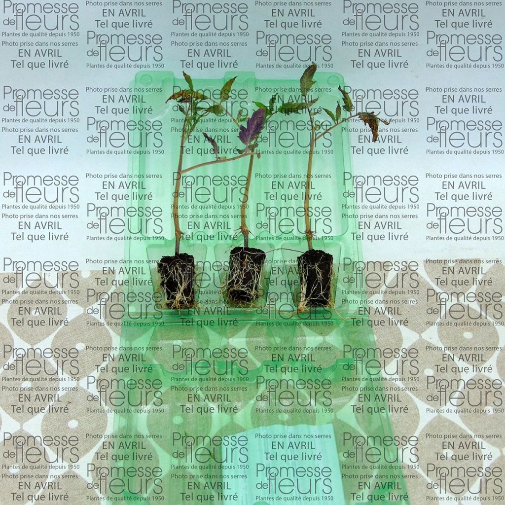 Tomaat Cornabel F1 (jonge planten - geënt)