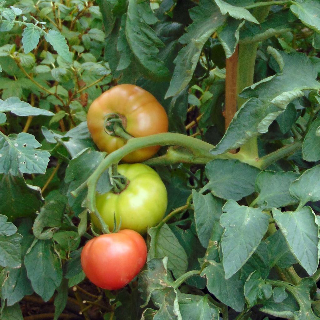Tomaat Honey Moon F1