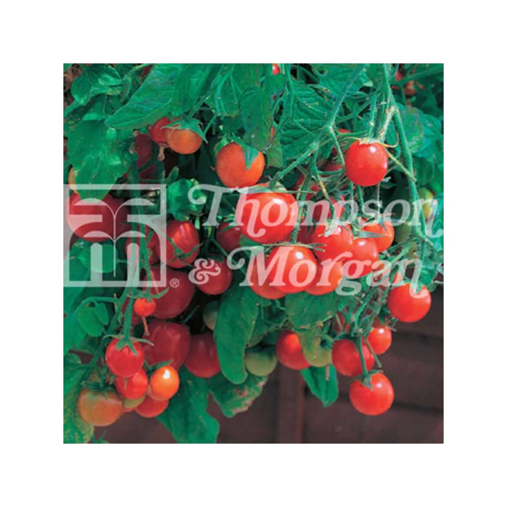 Tomate Tumbling Tom Red - Tomate-cerise