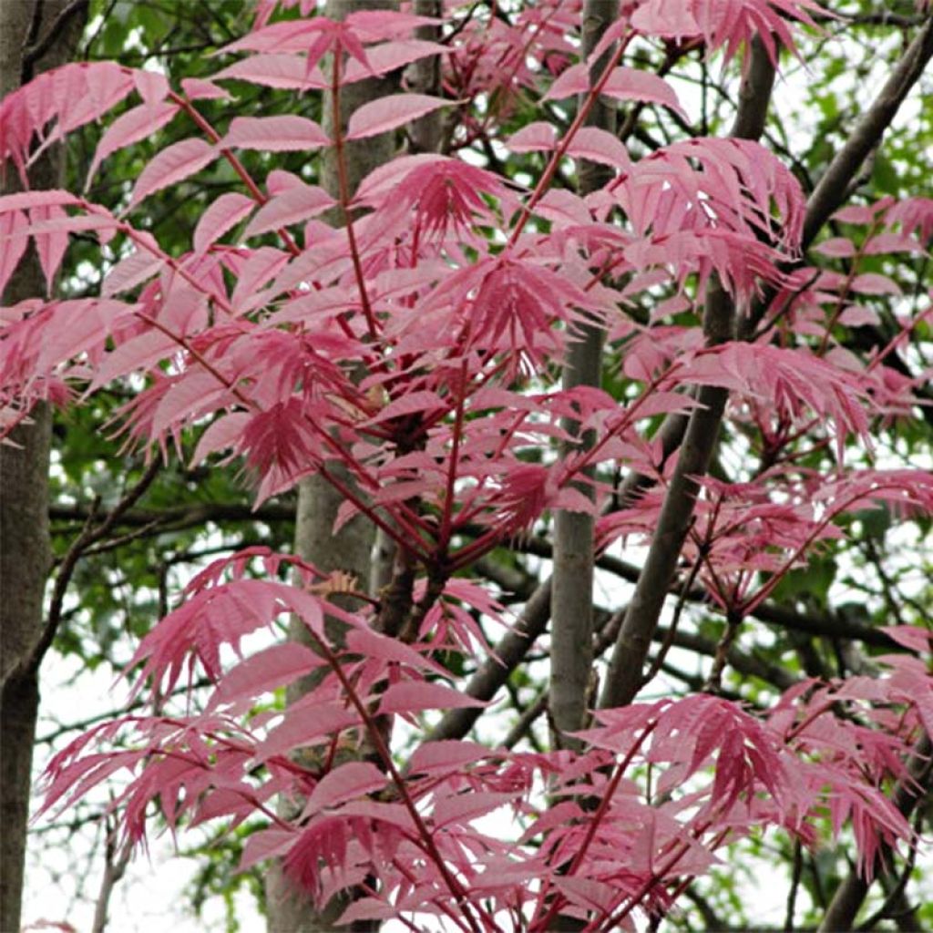 Toona sinensis Flamingo - Chinese mahonieboom
