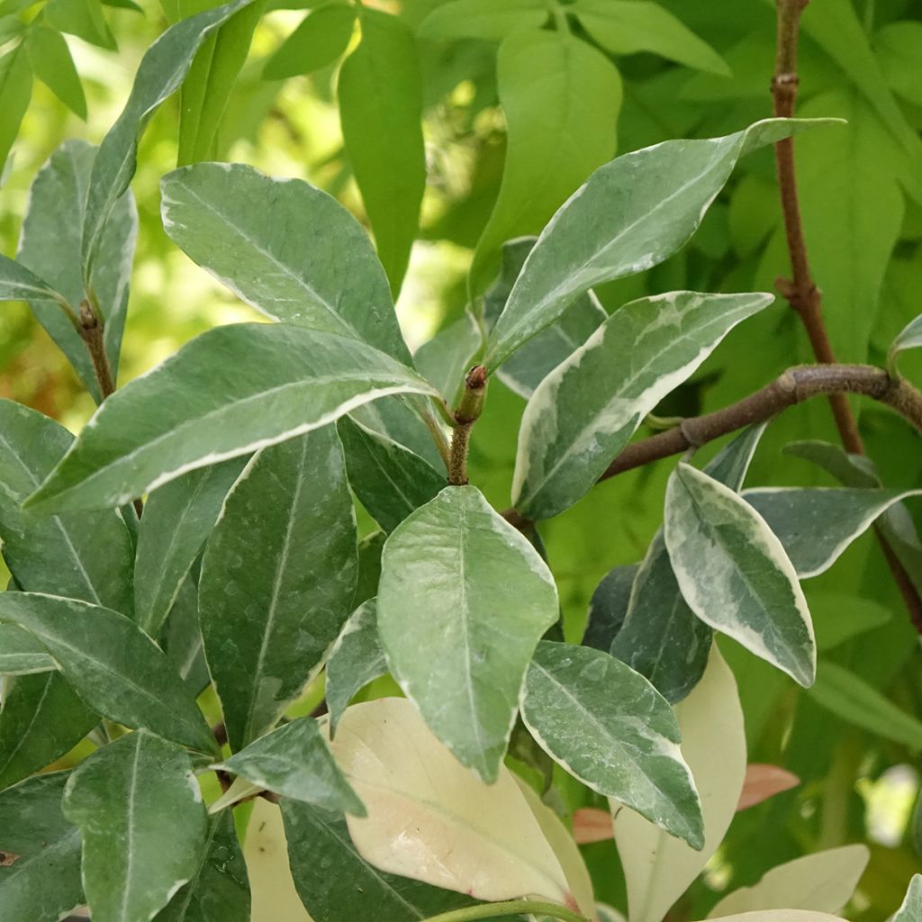 Trachelospermum asiaticum Star of Milano - Japanse sterjasmijn