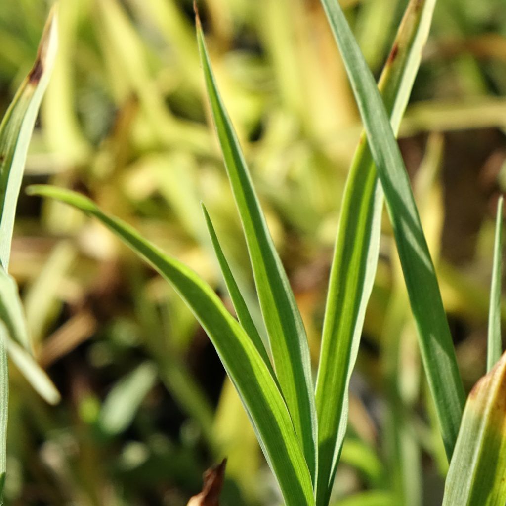 Tradescantia andersoniana Domaine de Courson - Eendagsbloem