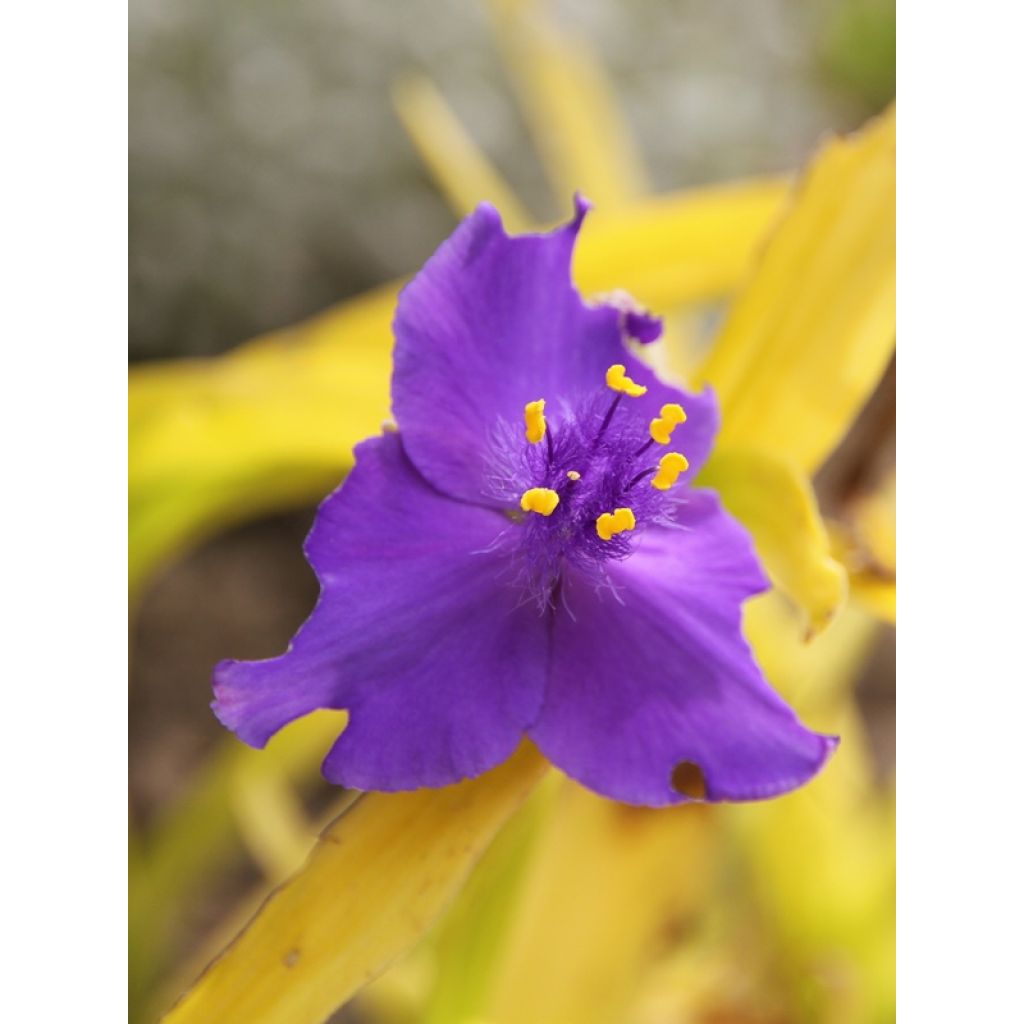 Tradescantia andersoniana Sweet Kate - Eendagsbloem