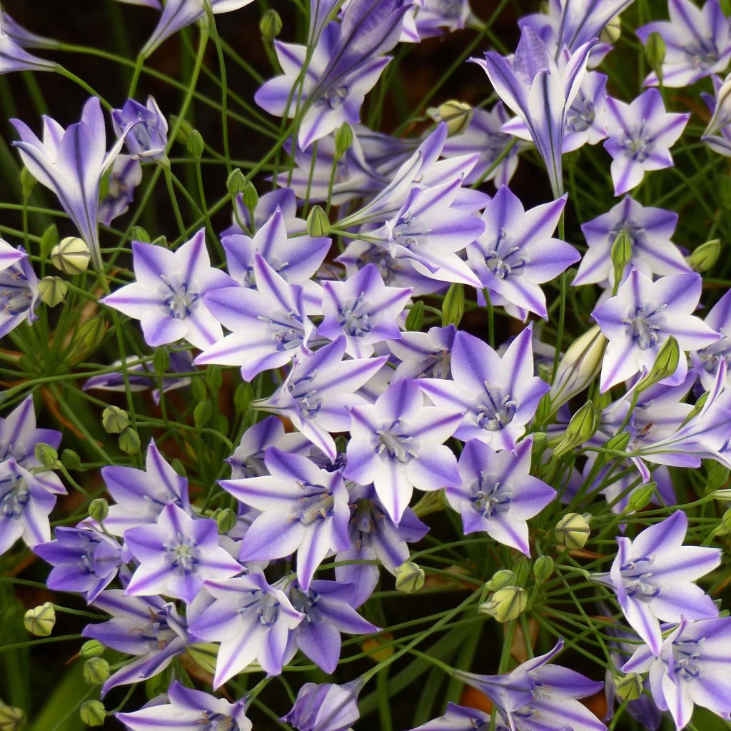 Triteleia Rudy - Brodiaea