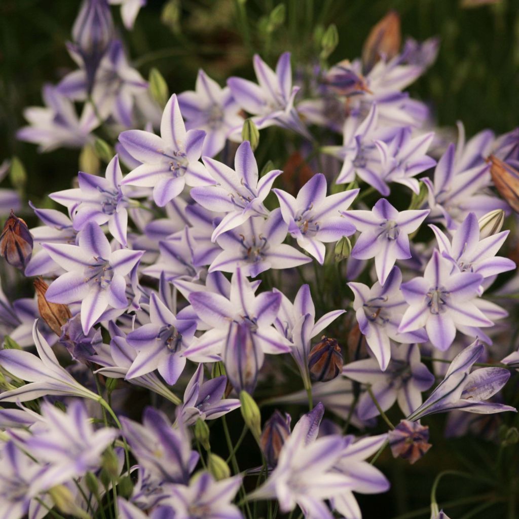 Triteleia Rudy - Brodiaea