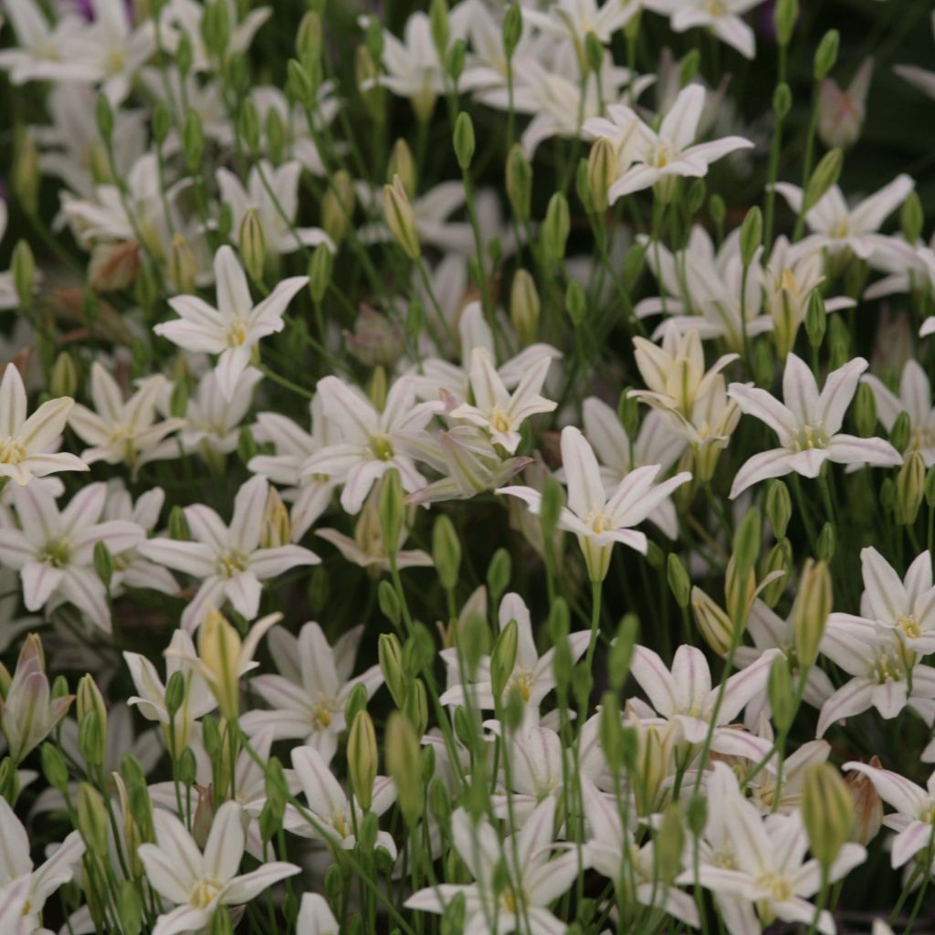 Triteleia laxa Silver Queen - Brodiaea