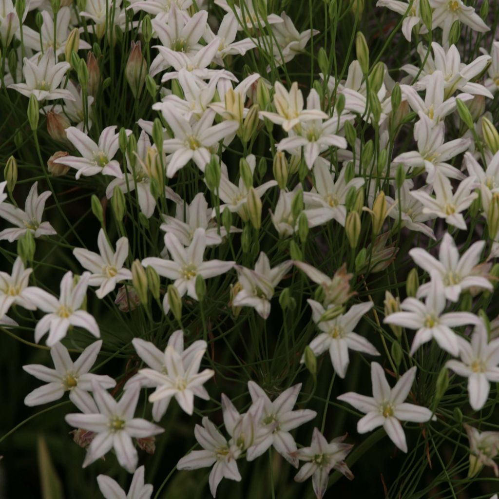 Triteleia laxa Silver Queen - Brodiaea