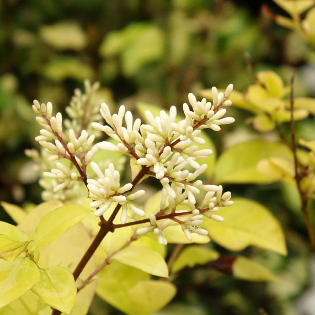 Ligustrum vicaryi - Goudliguster