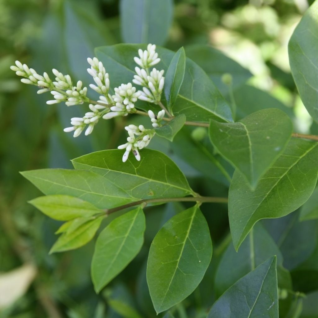 Haagliguster - Ligustrum ovalifolium