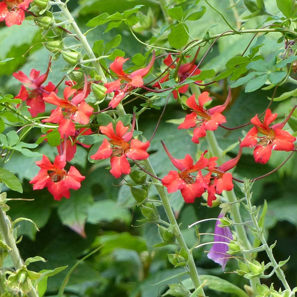 Tropaeolum speciosum - Oostindische kers