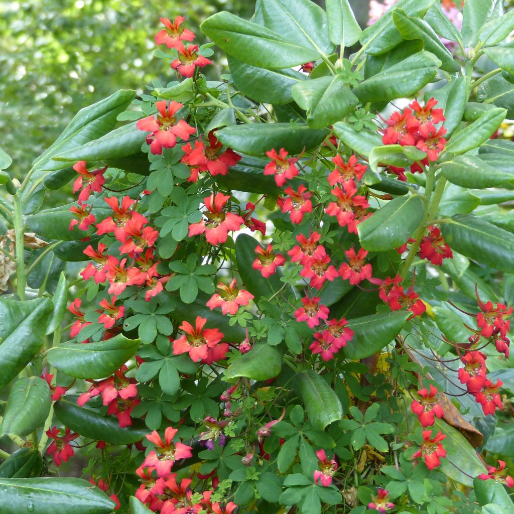 Tropaeolum speciosum - Oostindische kers