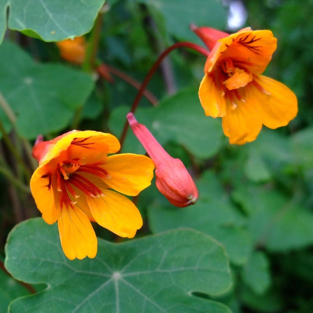 Tropaeolum tuberosum Ken Aslet - Knolcapucien