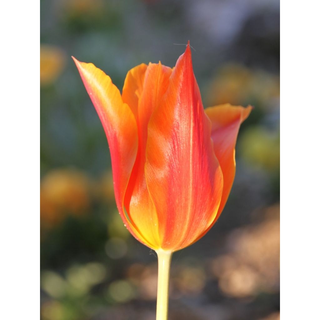 Tulipe Ballerina - Leliebloemige tulp