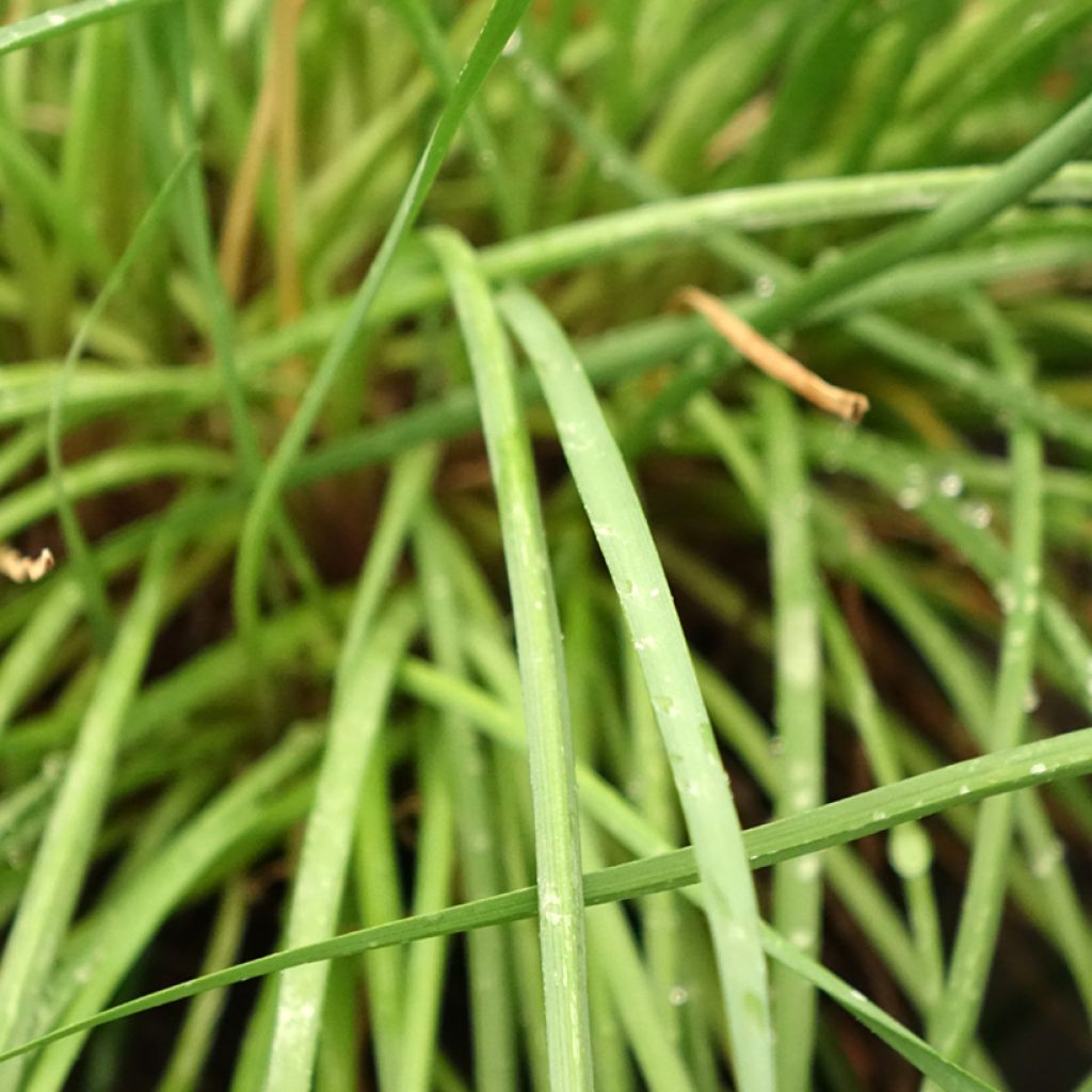Tulbaghia Fairy Star - Wilde knoflook
