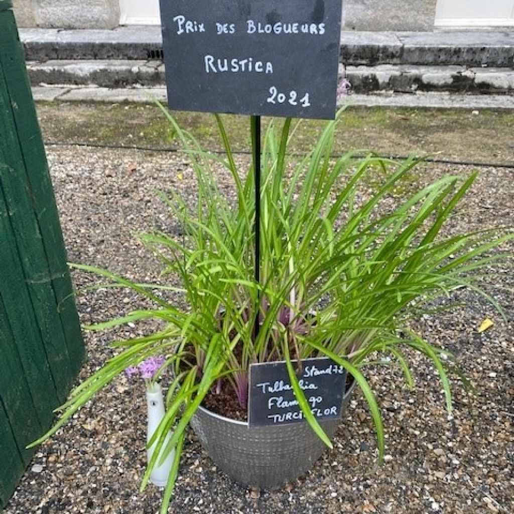 Tulbaghia violacea Flamingo - Kaapse knoflook
