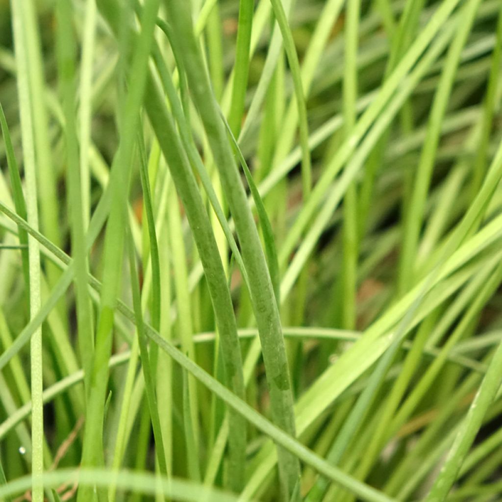 Tulbaghia violacea Purple Eye - Kaapse knoflook