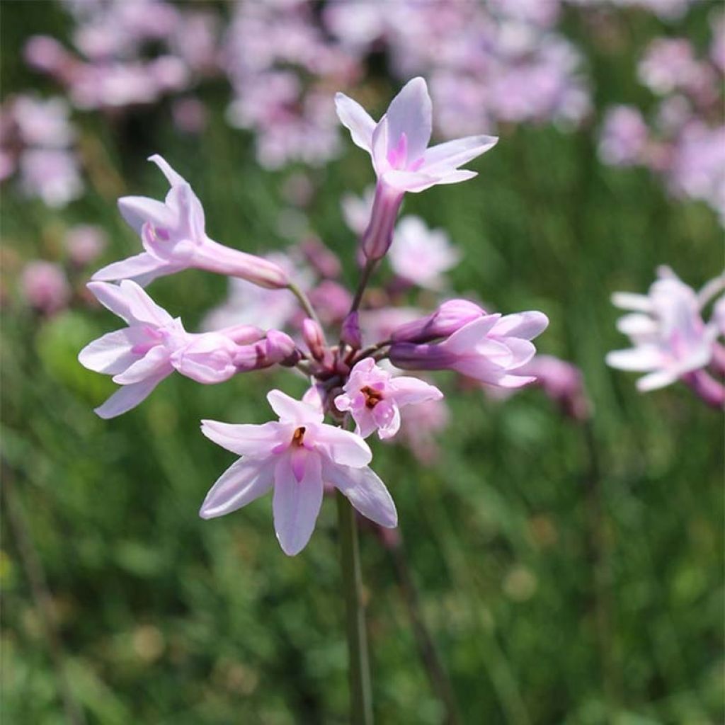 Tulbaghia violacea Ashanti - Kaapse knoflook