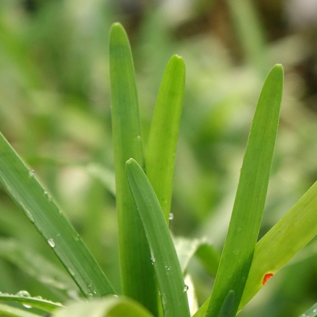 Tulbaghia violacea Savannah Lightning - Kaapse knoflook