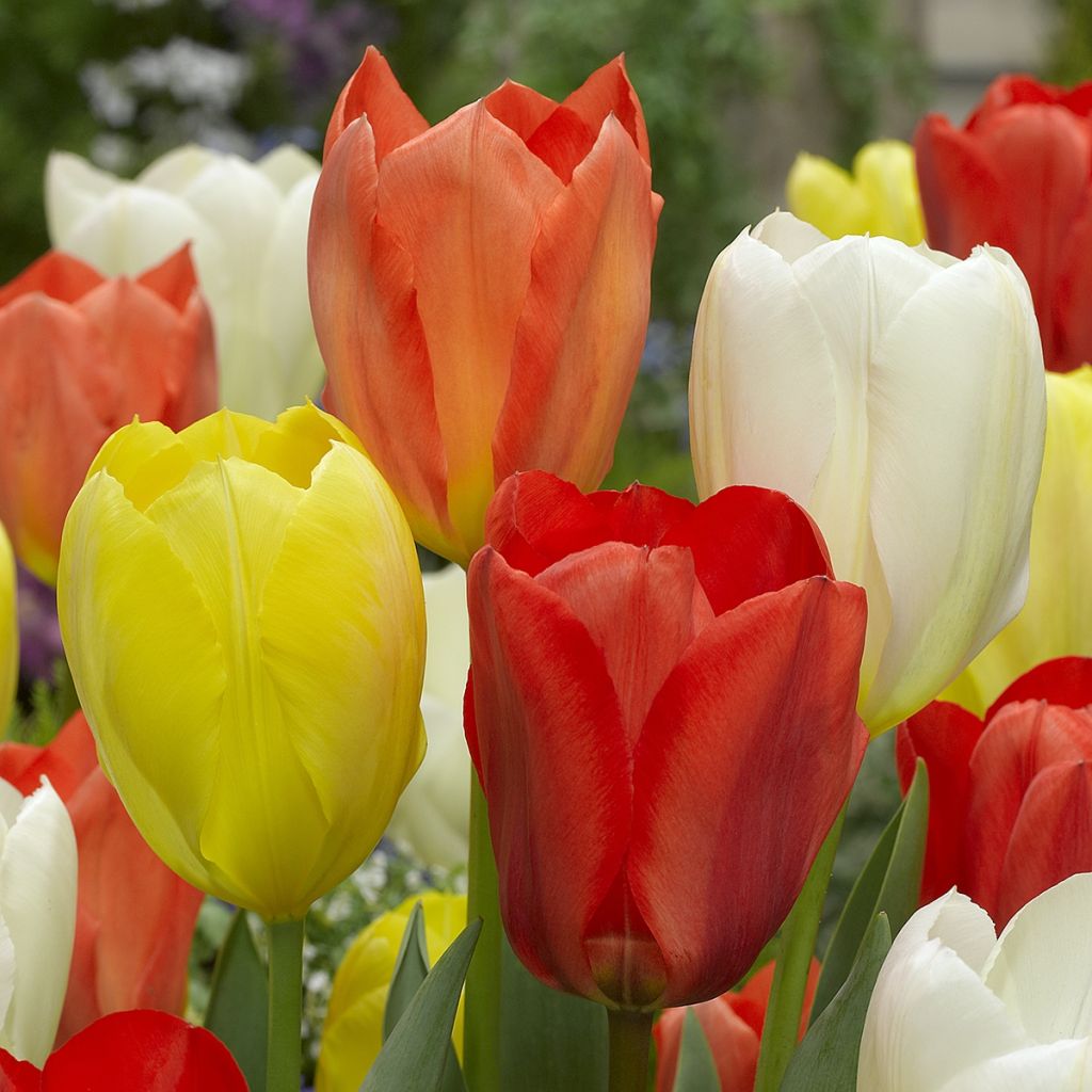 Tulipa fosteriana Mix - Fosteriana-tulp