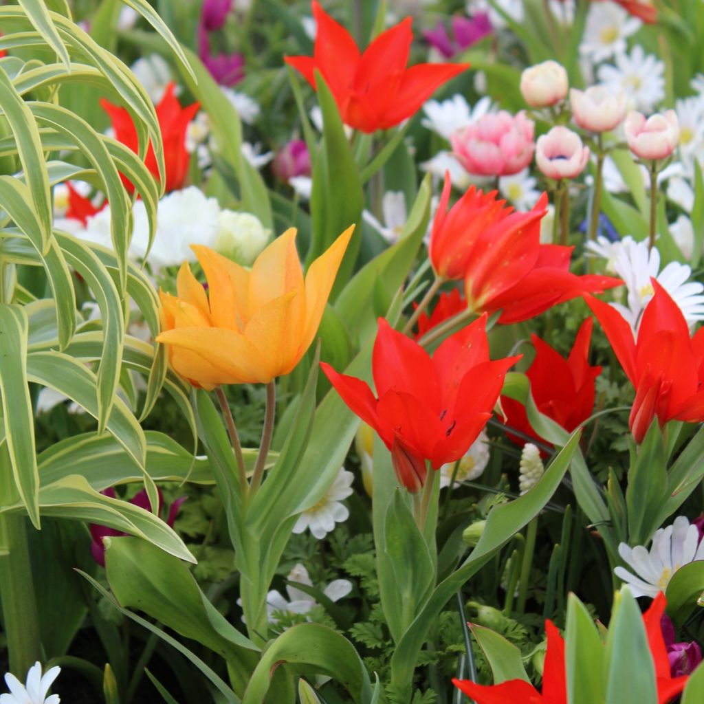 Collectie 20 meerbloemige tulpen