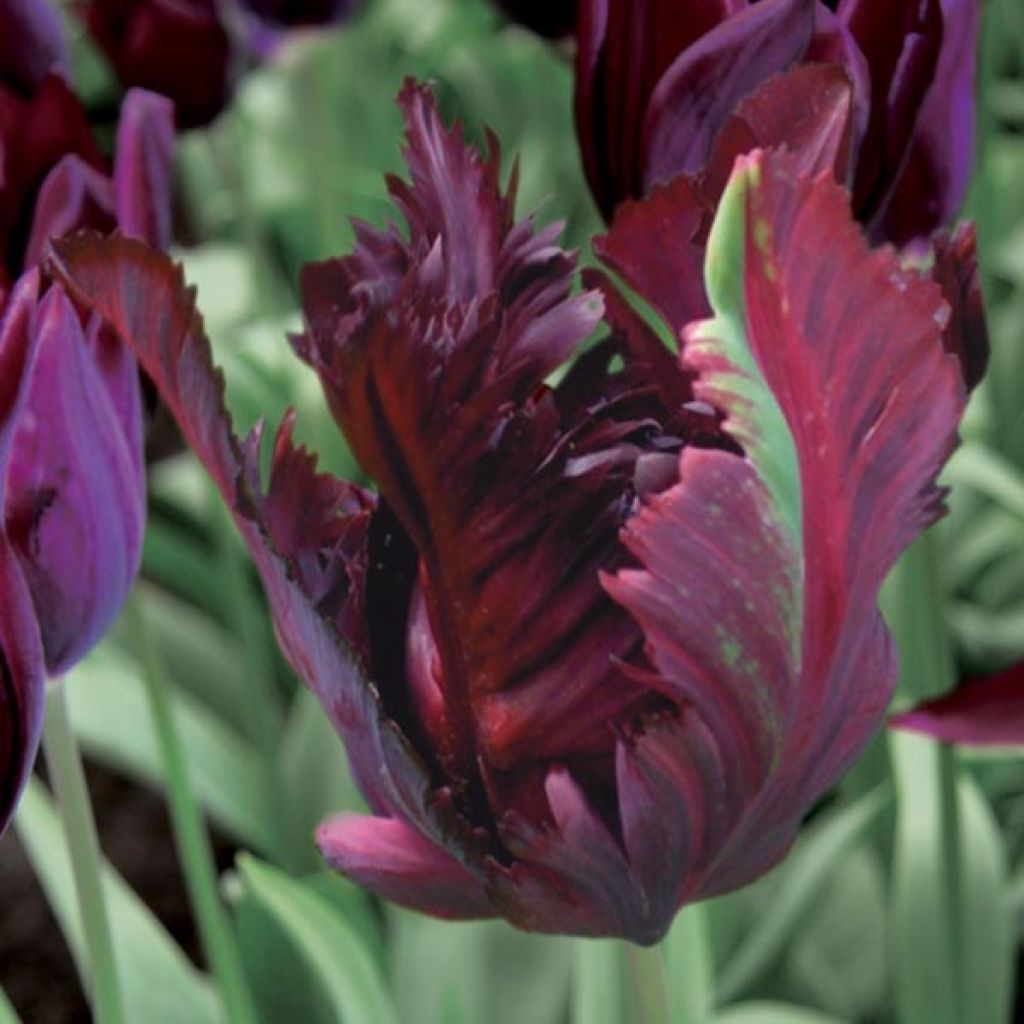 Tulipa Black Parrot - Papegaaitulp
