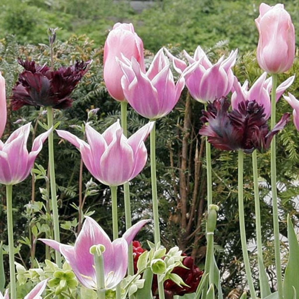 Tulipa Black Parrot - Papegaaitulp