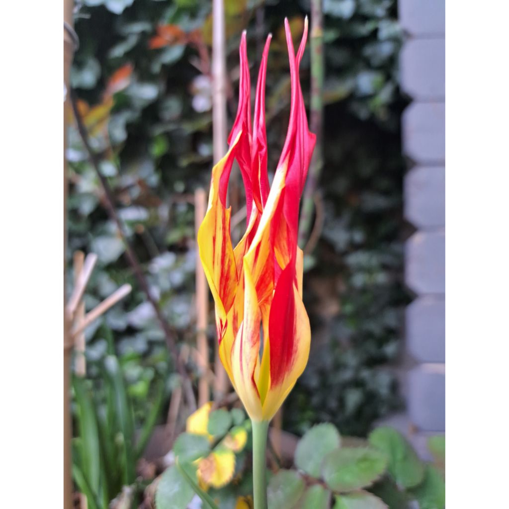 Tulipa acuminata - botanische tulp