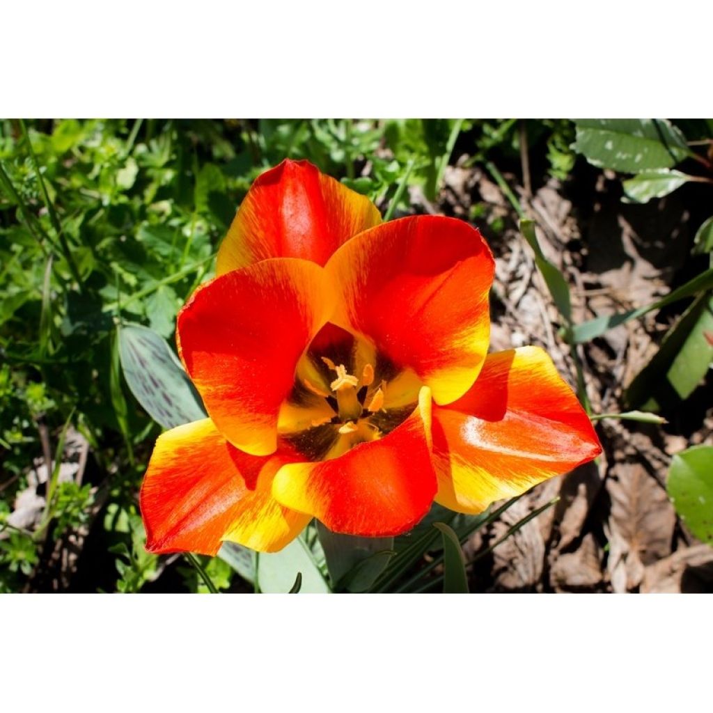 Tulipa greigii Engadin - Greigii‑tulp