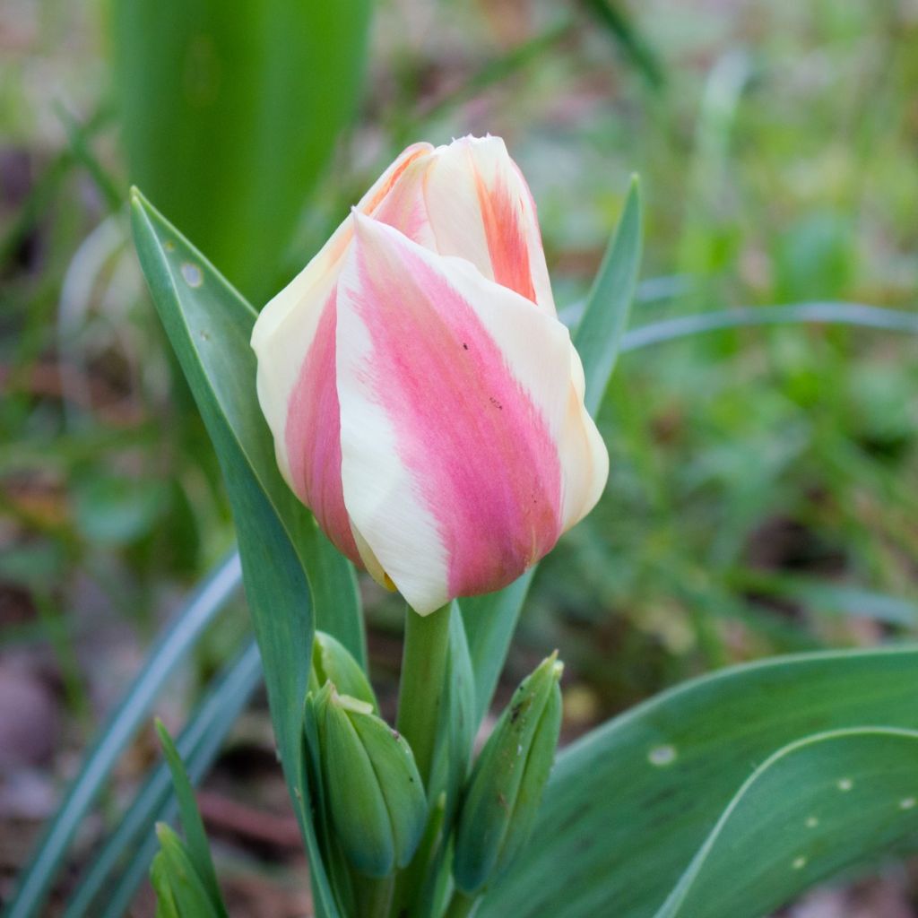 Tulipa greigii Quebec - Greigii‑tulp