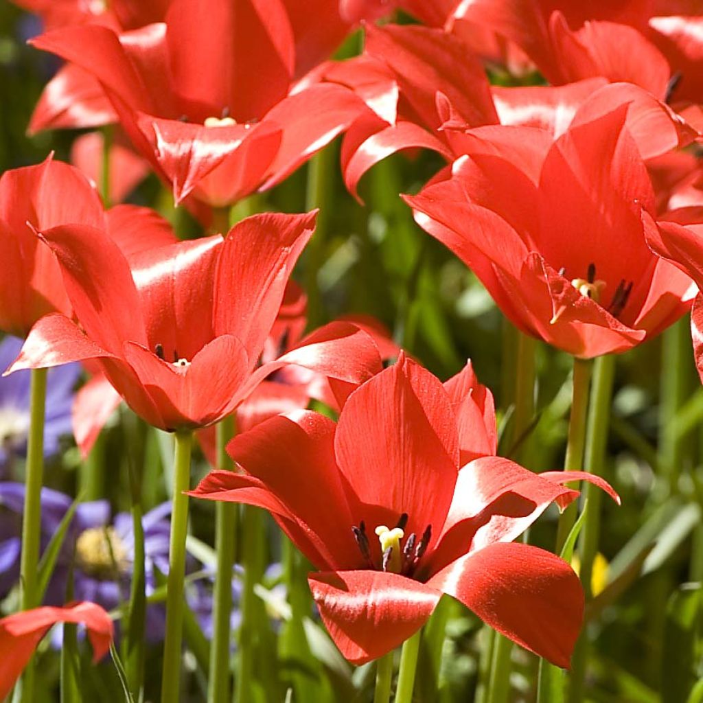 Tulipa linifolia - Vlasbladige tulp