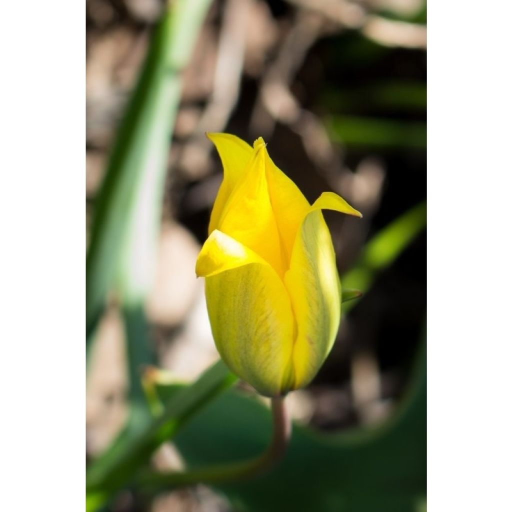 Tulipa sylvestris - Bostulp