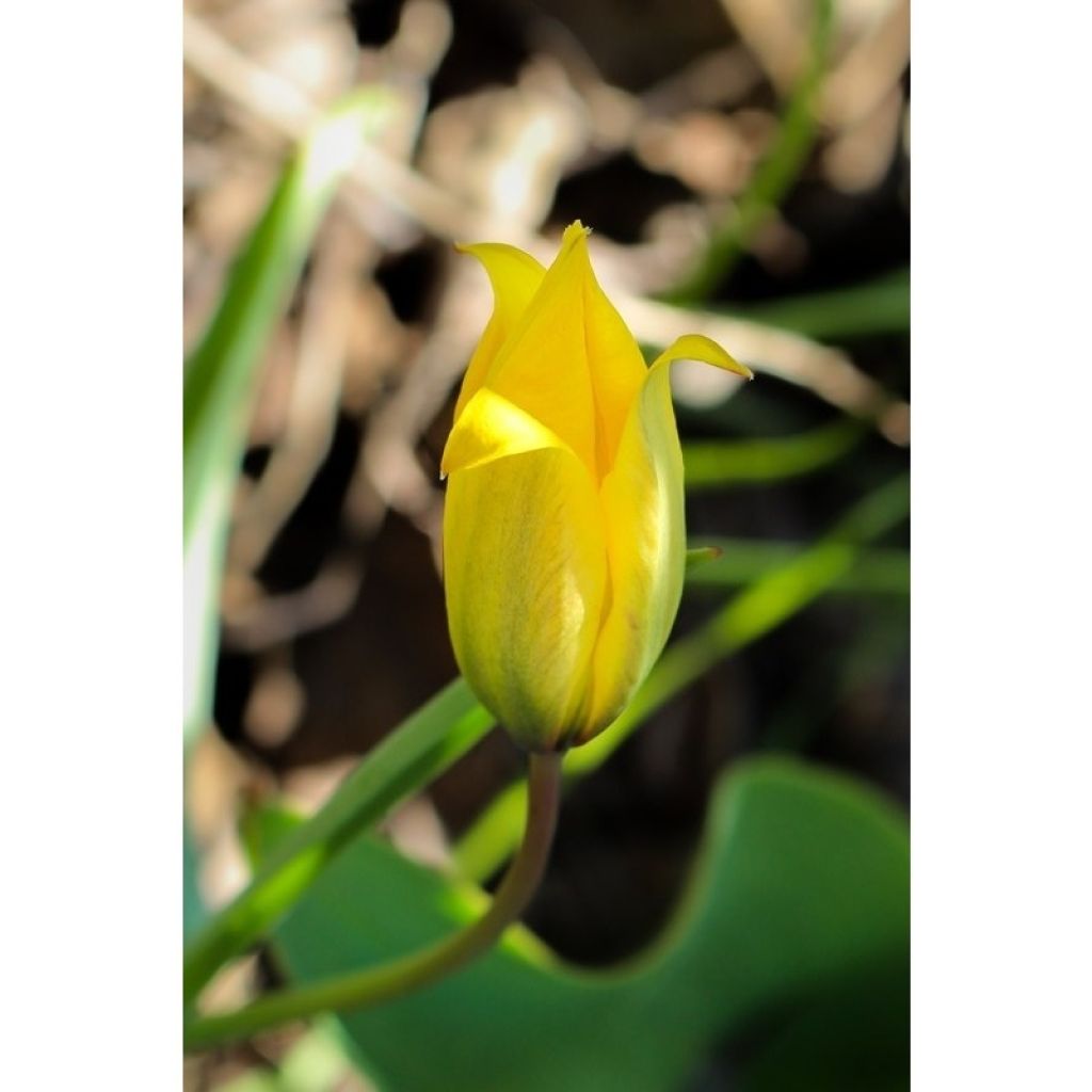 Tulipa sylvestris - Bostulp