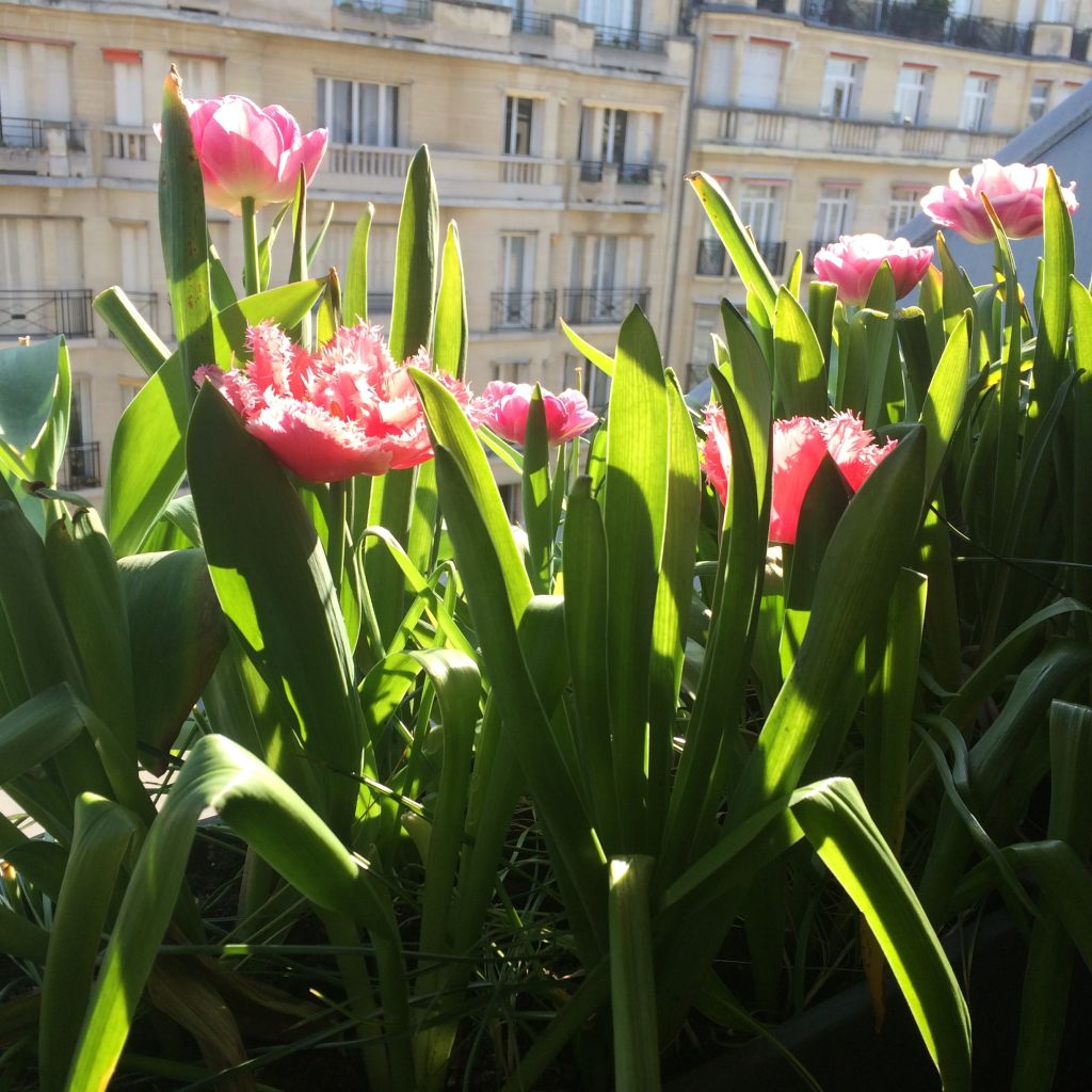 Tulipa crispa Queensland - Gefranjerde tulp