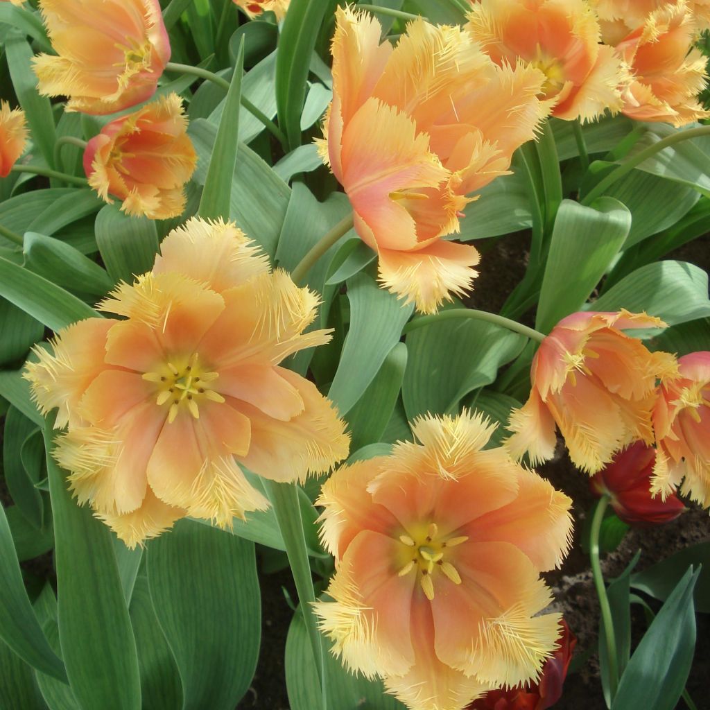 Tulipa crispa Lambada - gefranjerde tulp