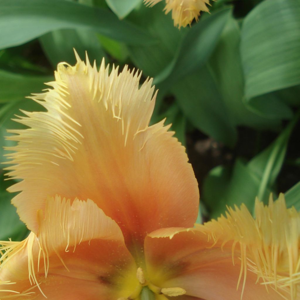 Tulipa crispa Lambada - gefranjerde tulp