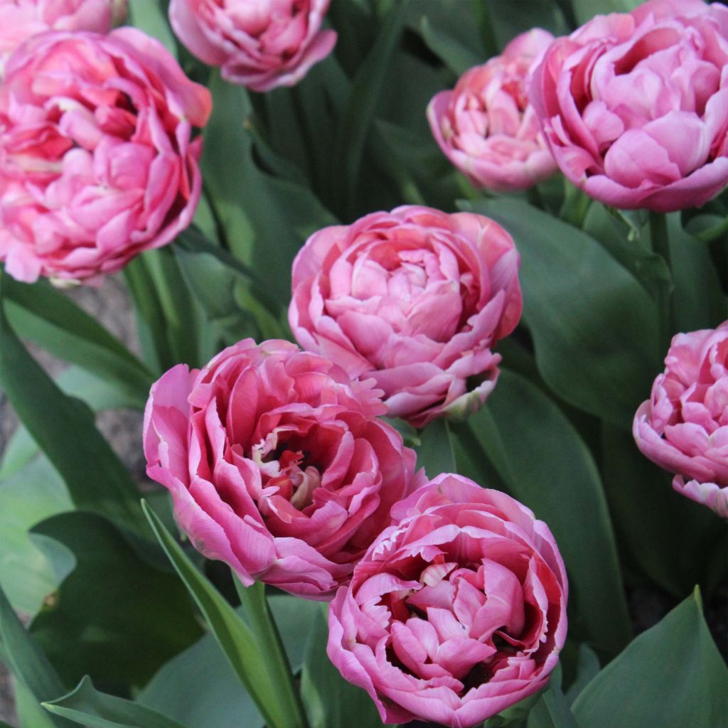 Tulipa Amazing Grace - Dubbele vroege tulp