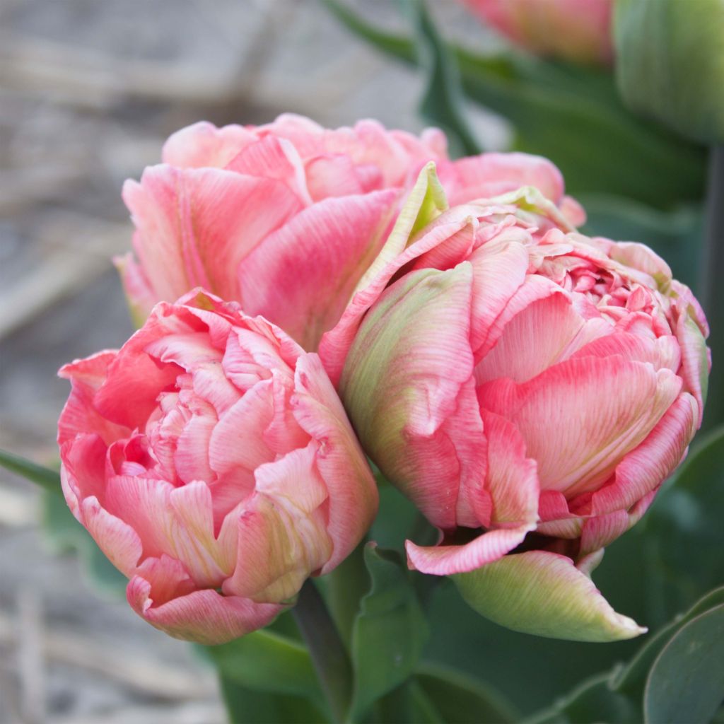Tulipa Sweet Amy - Dubbele vroege tulp