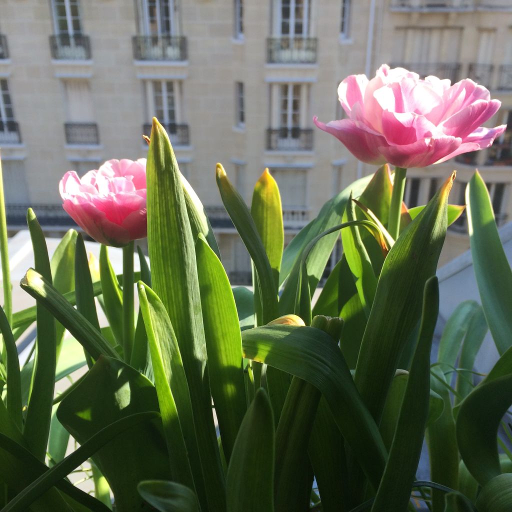 Tulipa Sweet Amy - Dubbele vroege tulp