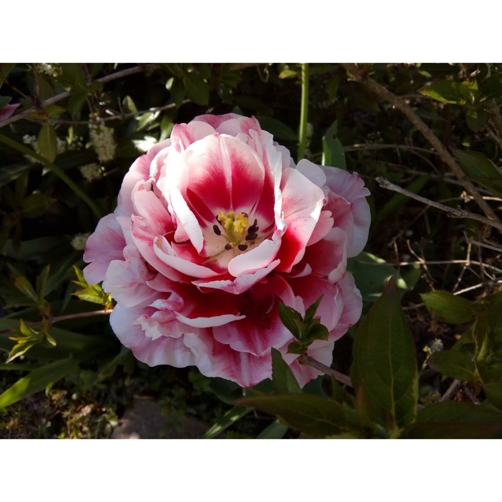 Tulipa Gerbrandt Kieft - Dubbele late tulp