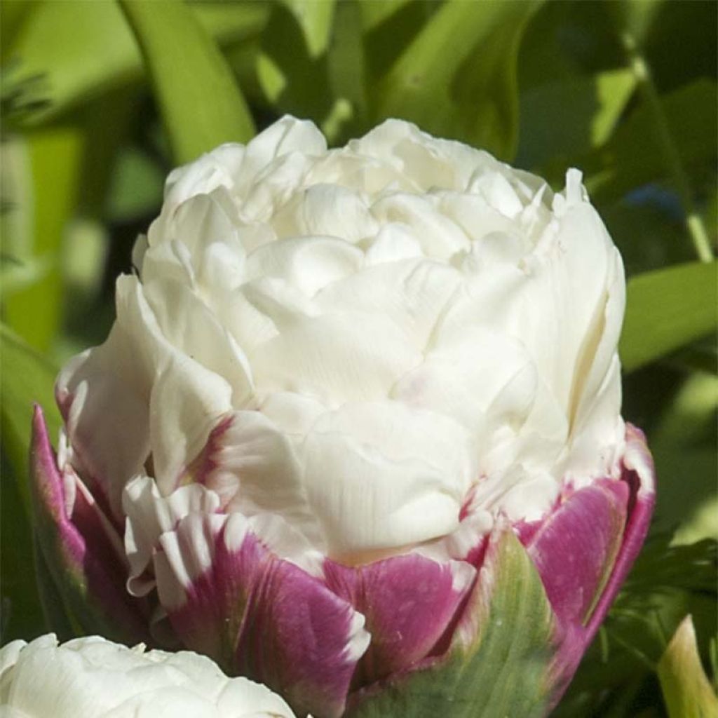 Tulipa Ice Cream - Dubbele late tulp