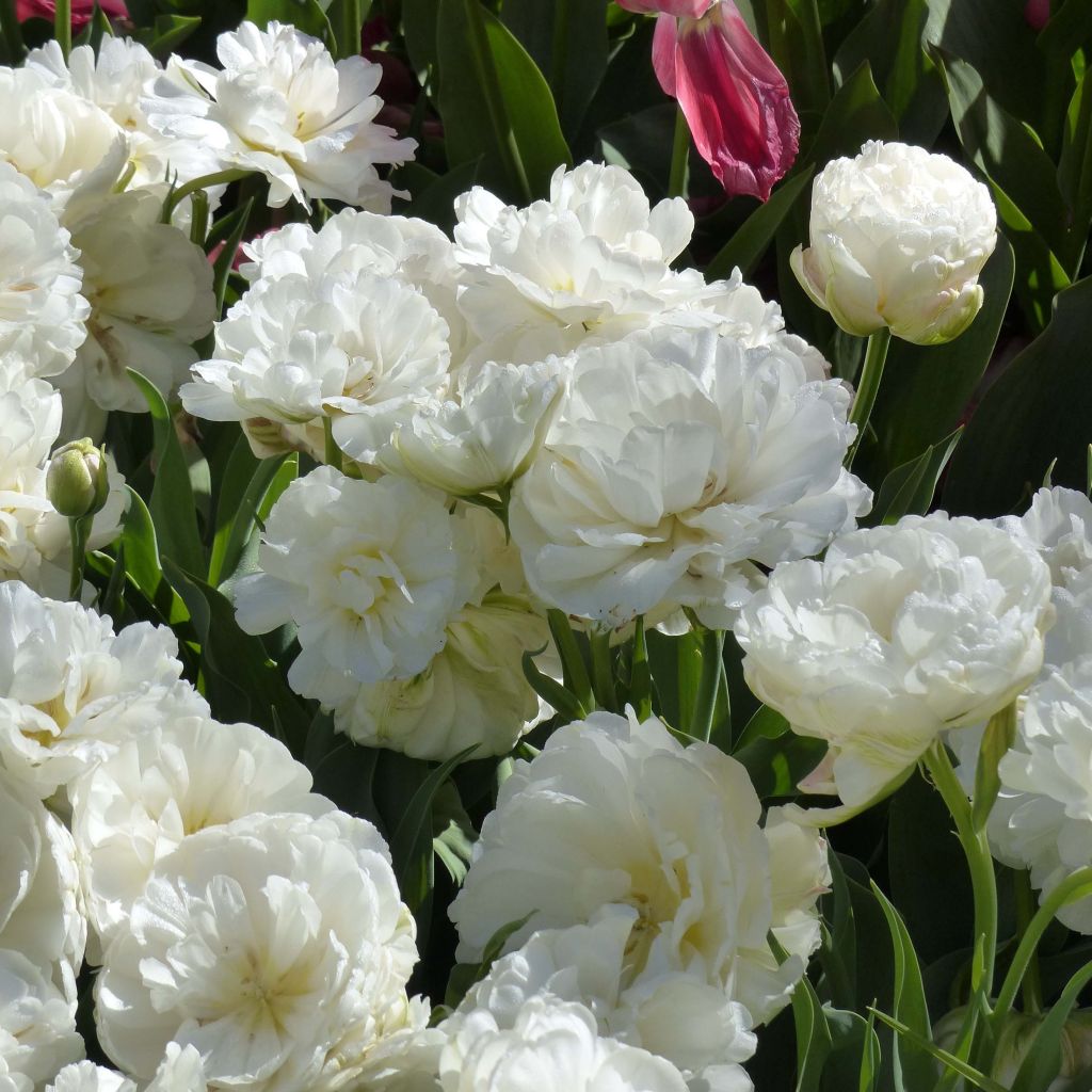 Tulipa Nirvana - Dubbele late tulp