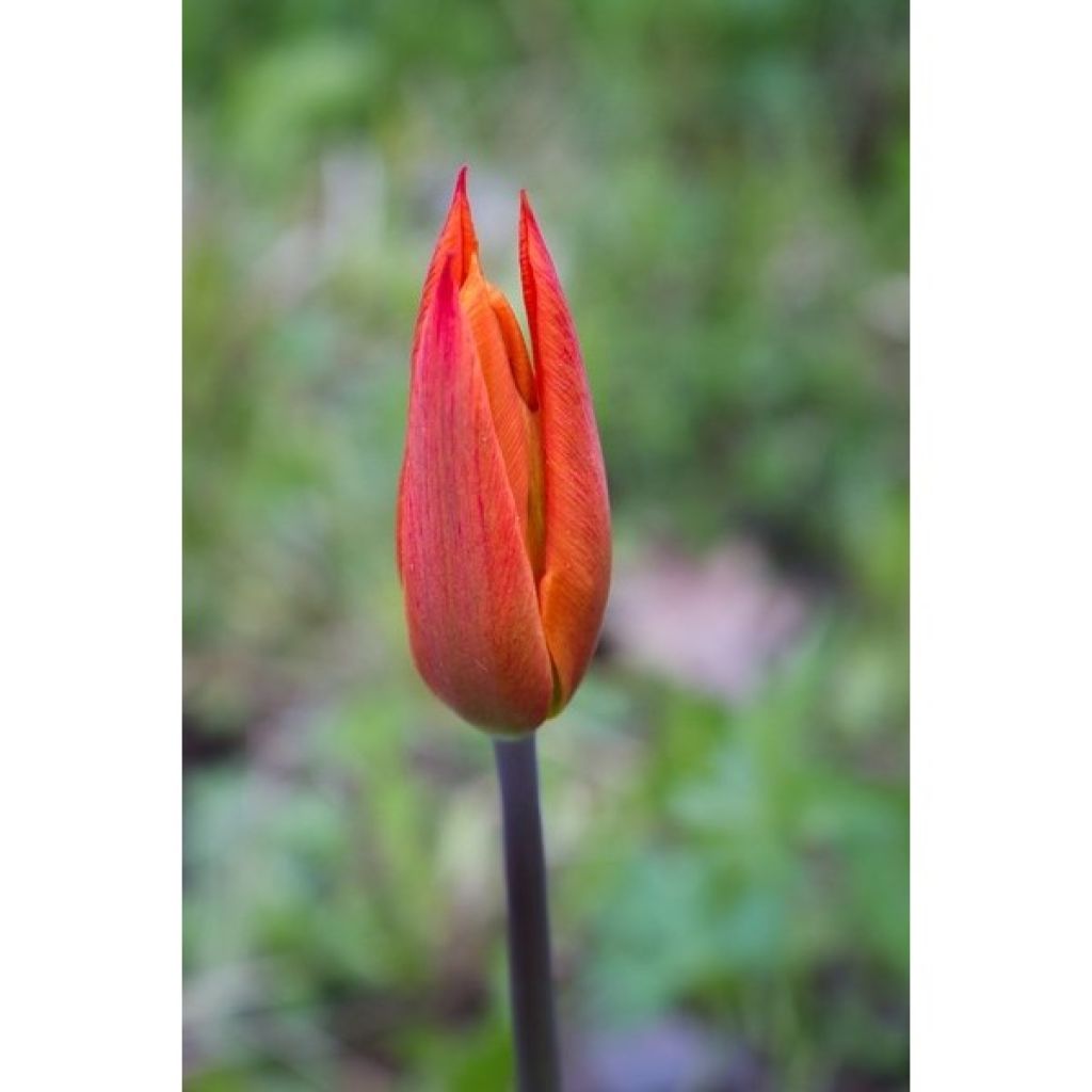 Tulipe Ballerina - Leliebloemige tulp