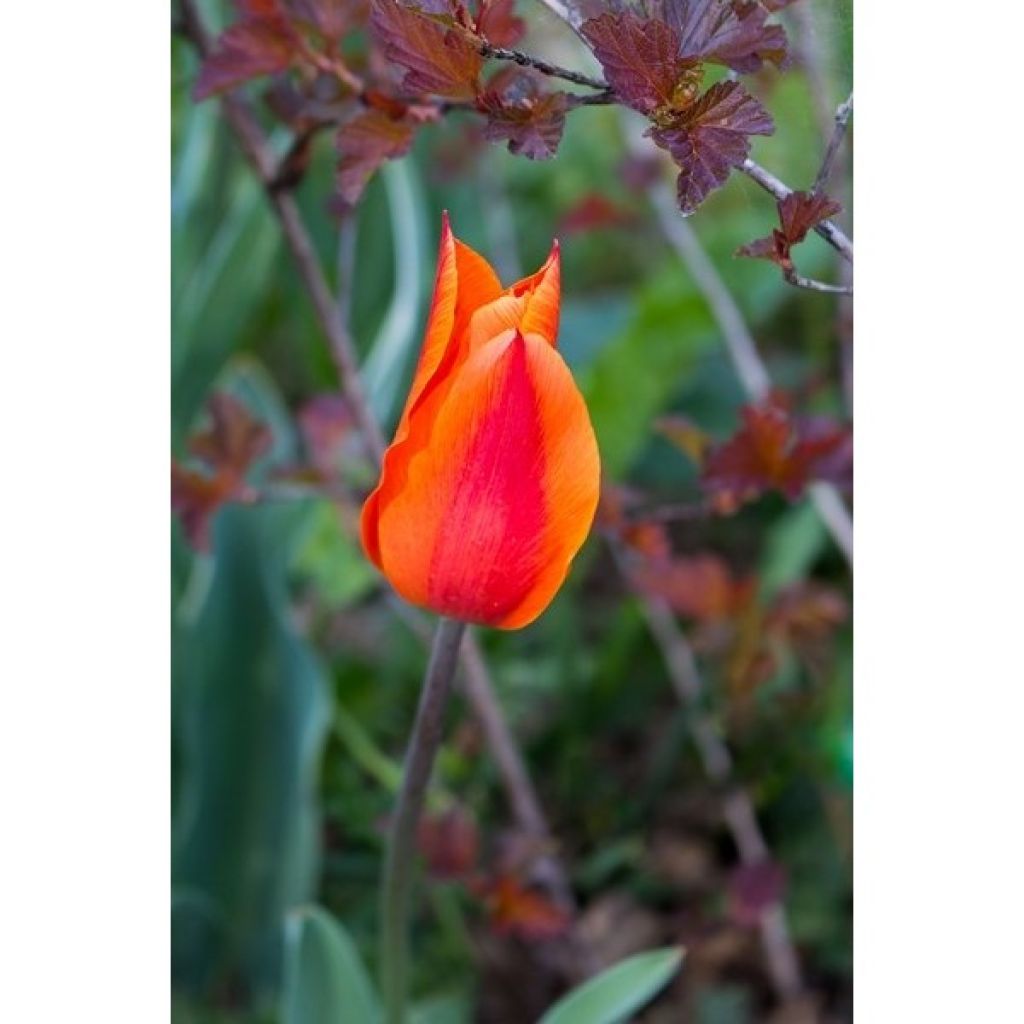 Tulipe Ballerina - Leliebloemige tulp