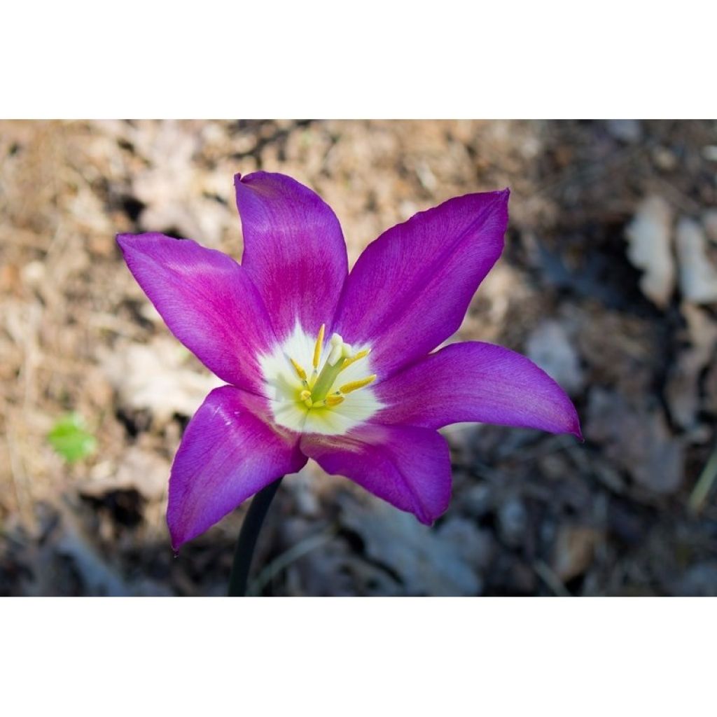 Tulipa Burgundy - Leliebloemige tulp