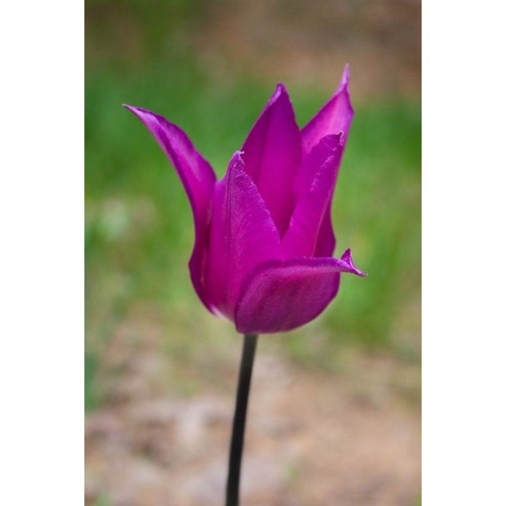 Tulipa Burgundy - Leliebloemige tulp