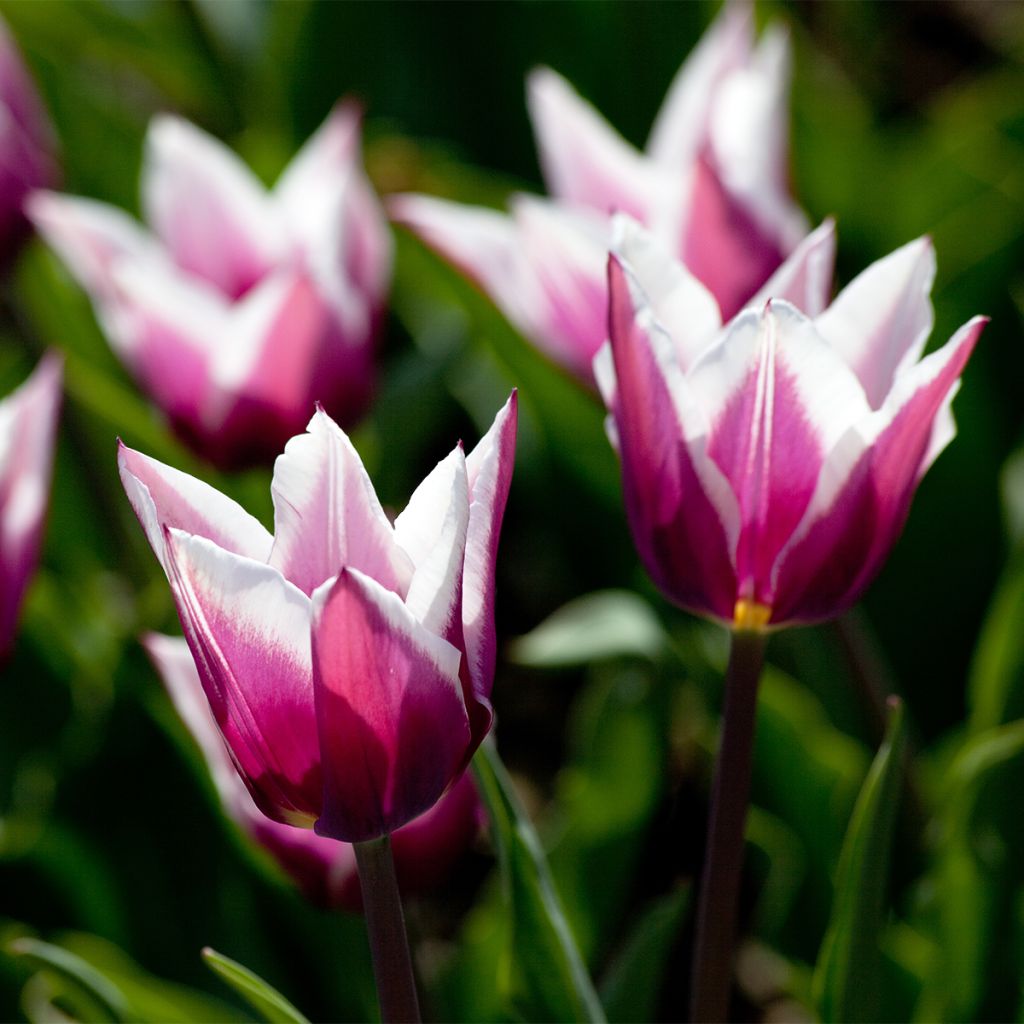 Tulipa Claudia - Leliebloemige tulp