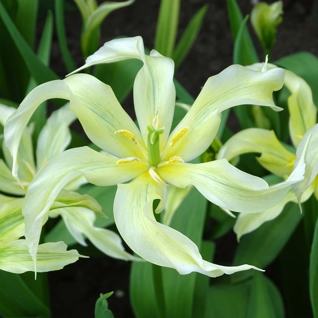Tulipa Green Dance - Leliebloemige tulp